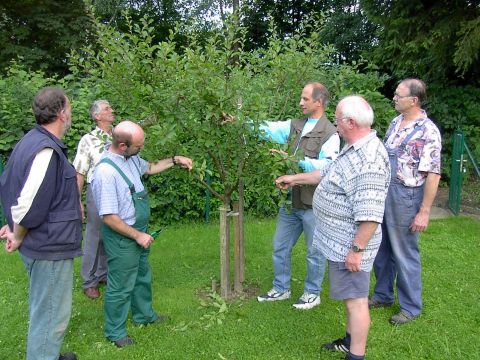 Sommerschnitt – und Sommerbehandlung der Jungbäume