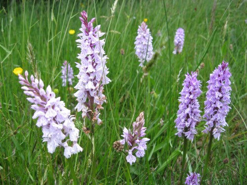 Naturschutzgebiet „Gernsdorfer Weidekämpe“: Seltenes Naturspektakel auf Wiesen und Weiden.