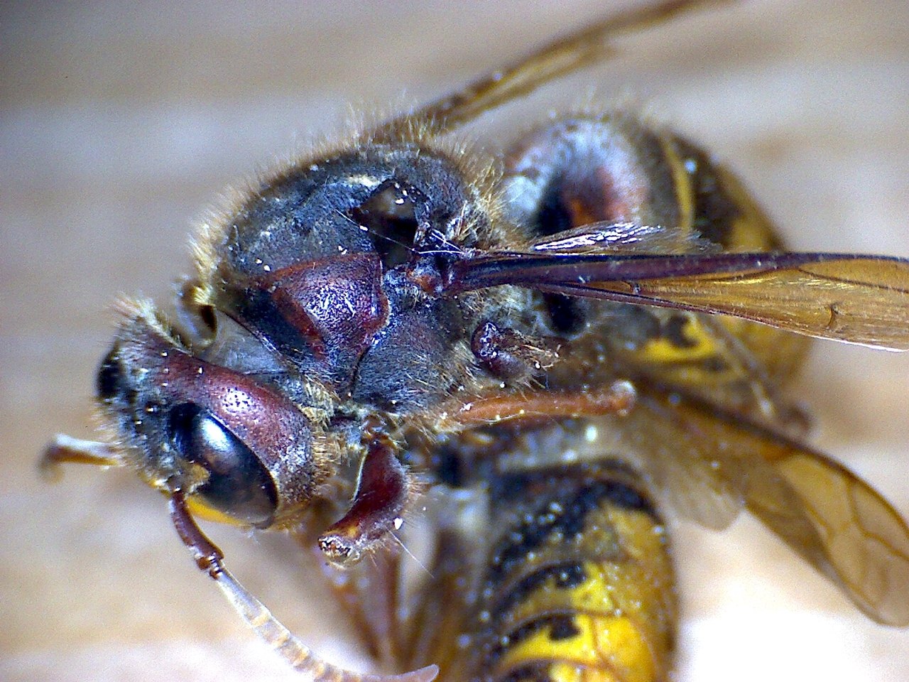 Pausenlos im Einsatz – im Nest brummt es rund um die Uhr…