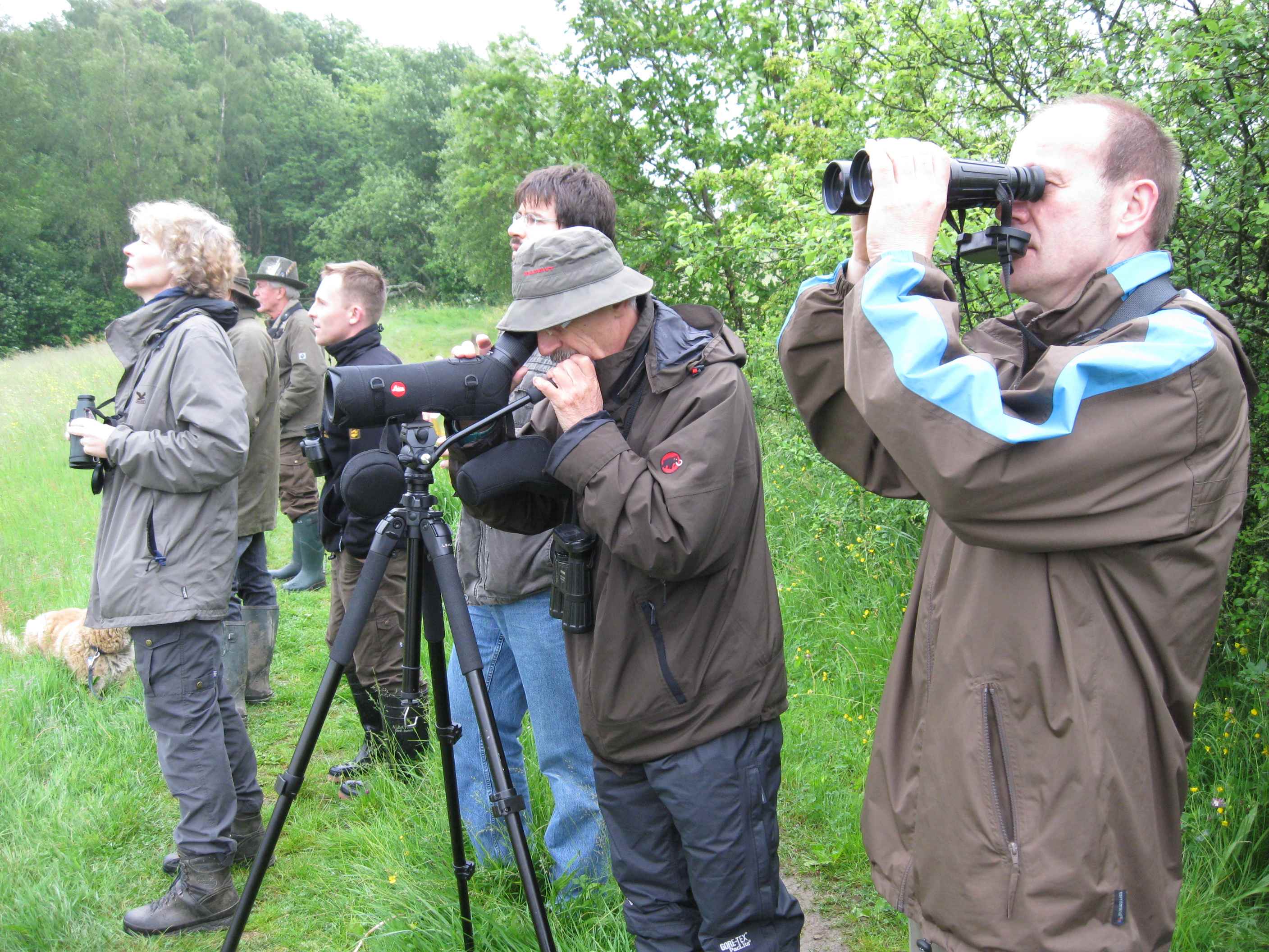 Wanderung zu den Wiesenvögeln. Seltenes Naturspektakel auf Wiesen und Weiden Wanderung zu den Wiesenvögeln. Seltenes Naturspektakel auf Wiesen und Weiden