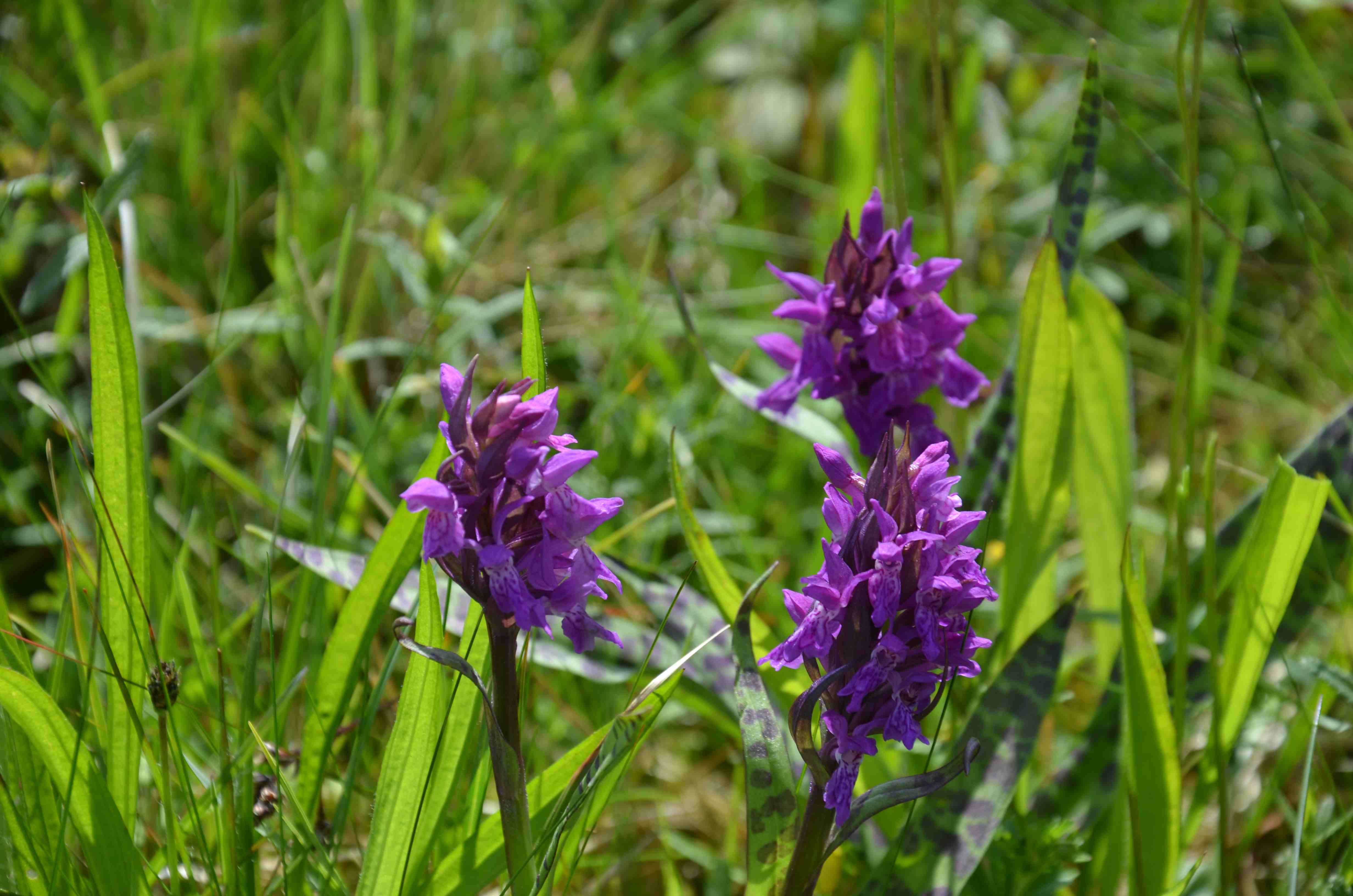 Naturschutzgebiet „Gernsdorfer Weidekämpe“ – Orchideen bieten besonderen Anblick