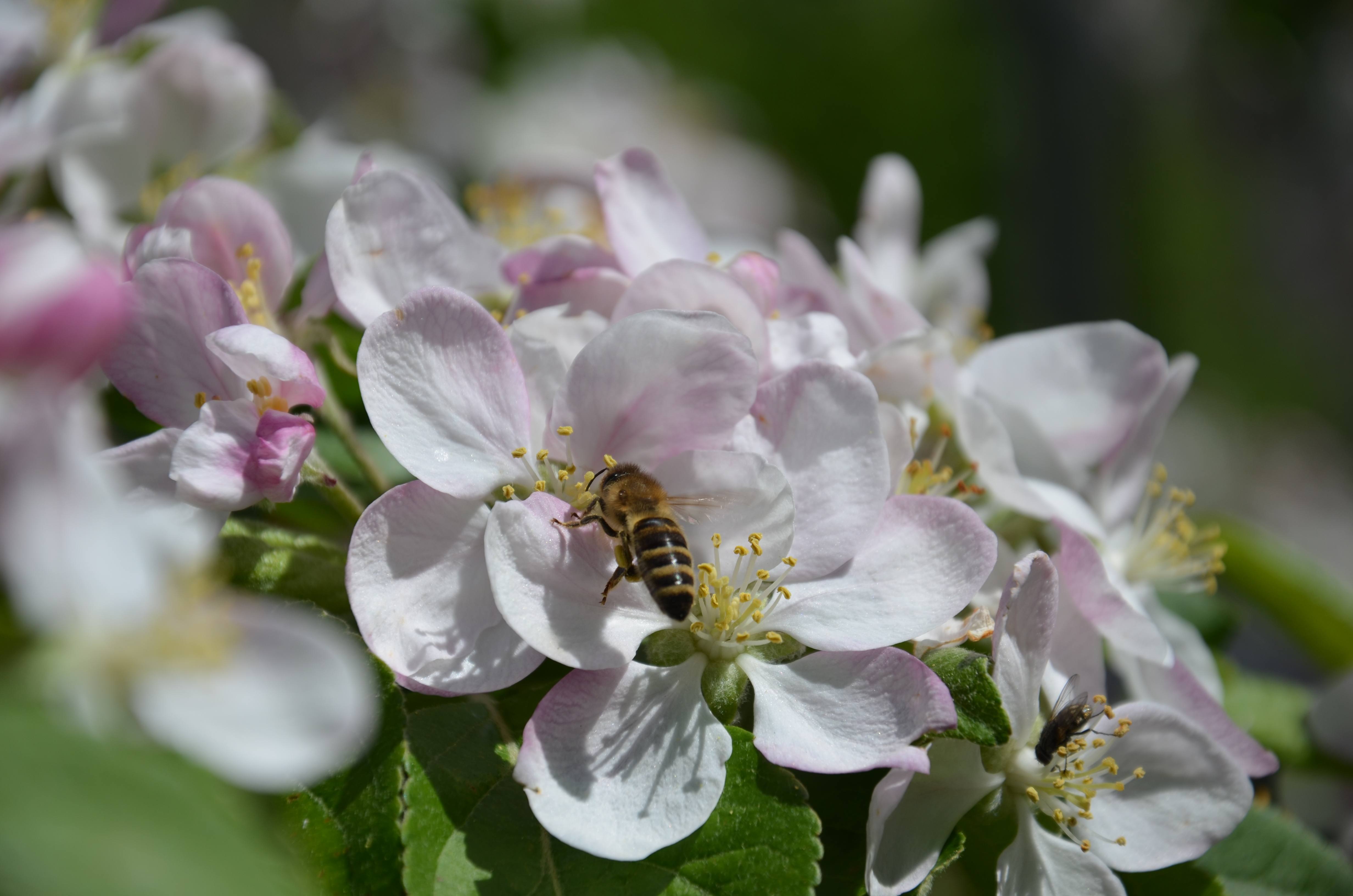 Prächtige Blüten verschönern Dorfbild – Obstwiesen sind Lebensraum für eine große Anzahl von Pflanzen und Tieren