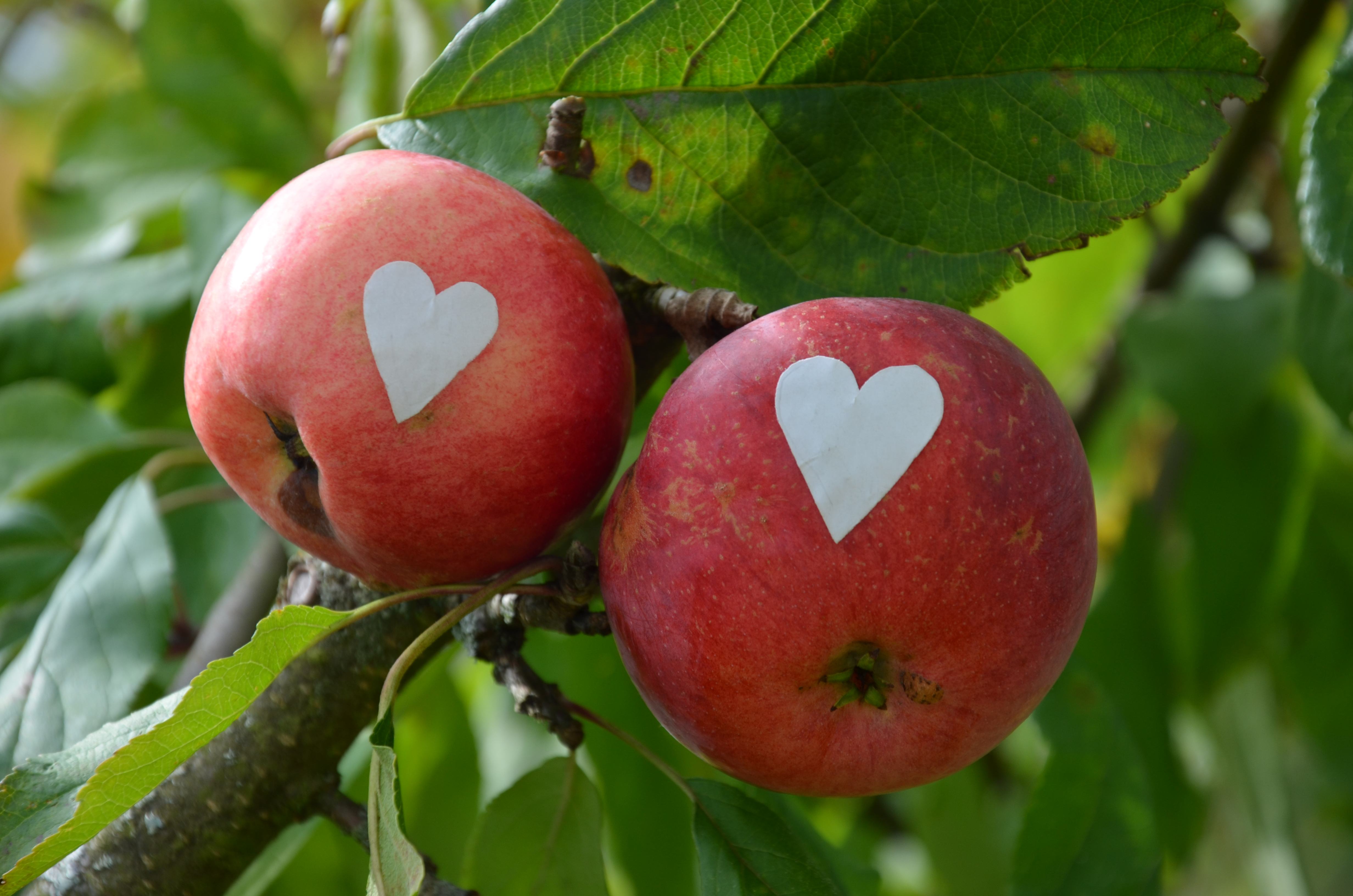 Erntezeit: Apfel für die Liebste