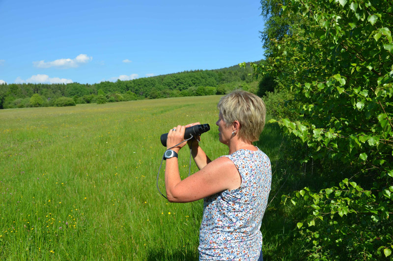 Naturschutzgebiet “Gernsdorfer Weidekämpe” – Orchideenwiesen: Knabenkraut und Waldhyazinthe blühen