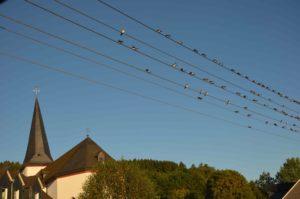 Die Schwalben sammeln sich… – Vögel stehen kurz vor dem Start in den Süden