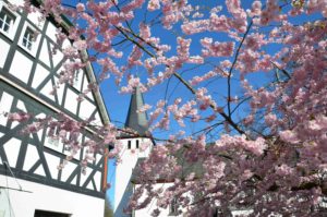 Blüten am Dorfgasthaus…. Blüten am Dorfgasthaus….