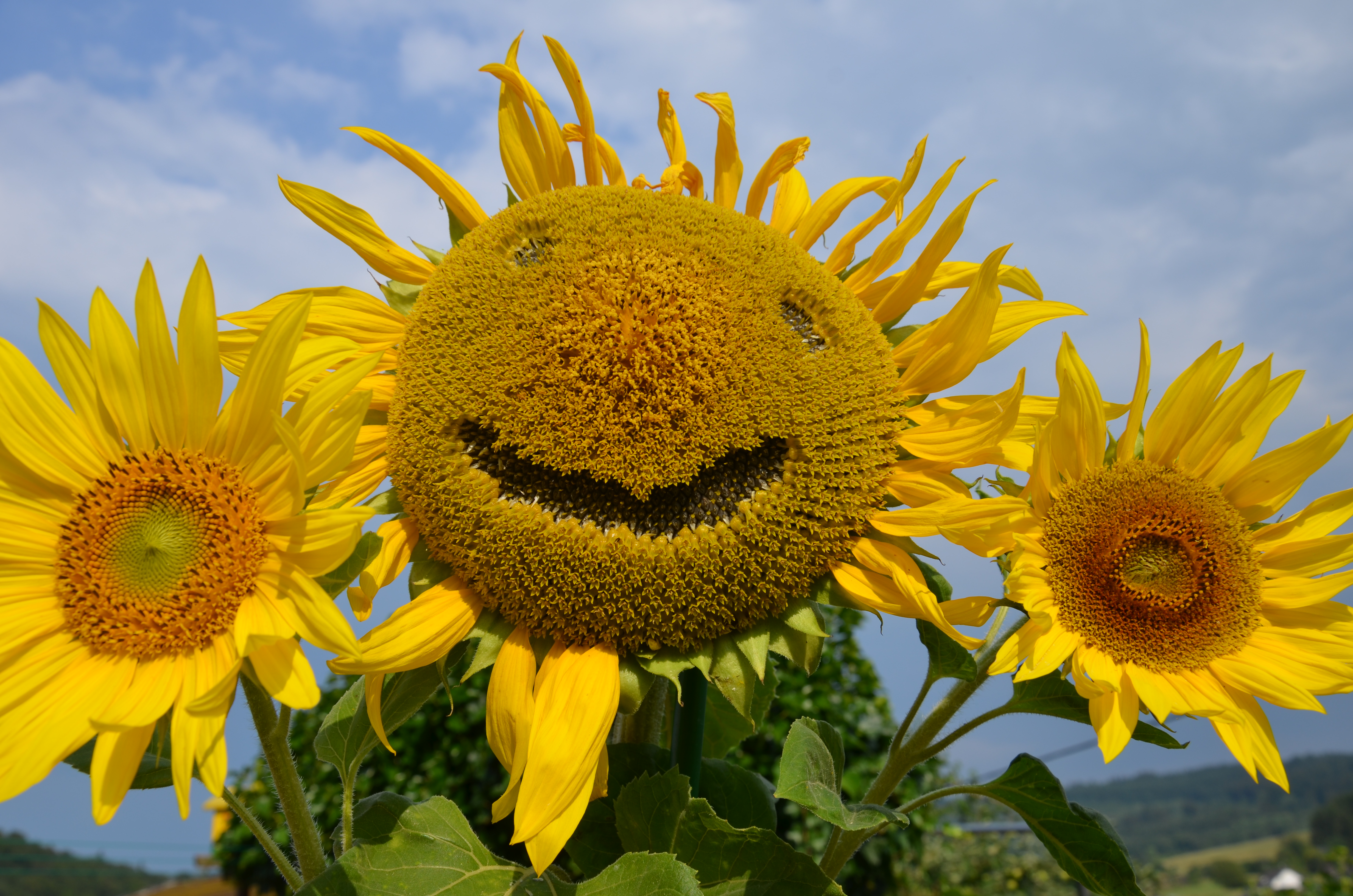 Eine Sonnenblume “lacht” im Blumengarten von Elke Bruch. Eine Sonnenblume “lacht” im Blumengarten von Elke Bruch.