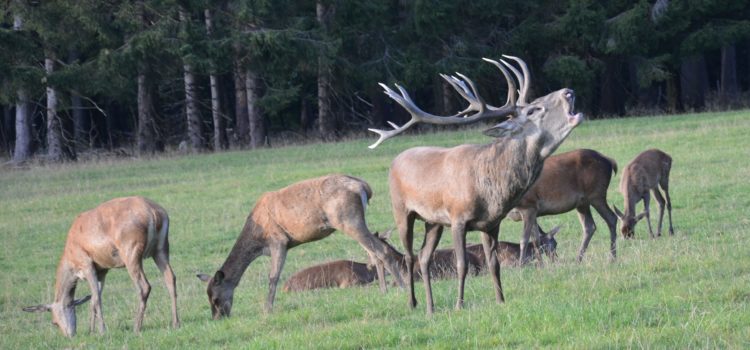 Hirsche röhren im Herbstwald –  Signal für Paarungszeit: In den heimischen Wäldern hat die Brunft der Hirsche begonnen