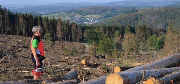 Wie kleine Insekten riesige Bäume erledigen Dramatische Ausmaße in Siegerländer Fichtenwälder