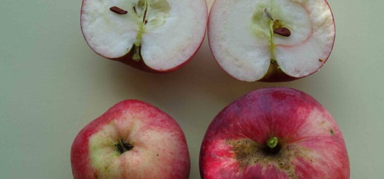 Ernte – Beiß nicht gleich in jeden Apfel Ernte – Beiß nicht gleich in jeden Apfel