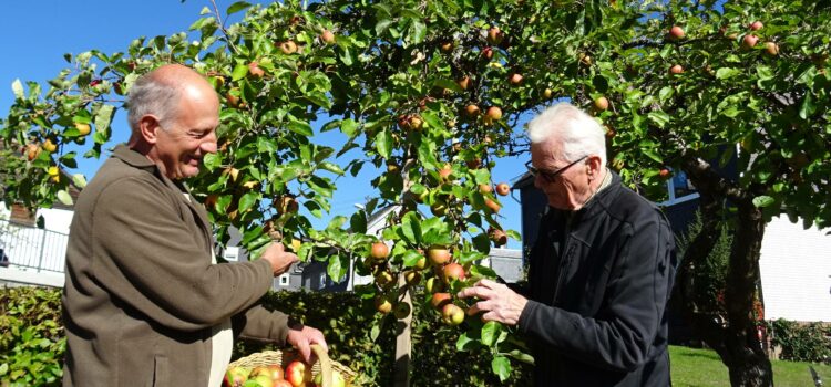 Sonnenschein lässt Äpfel röten